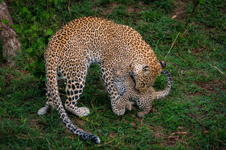 003 Masai Mara, luipaarden.jpg